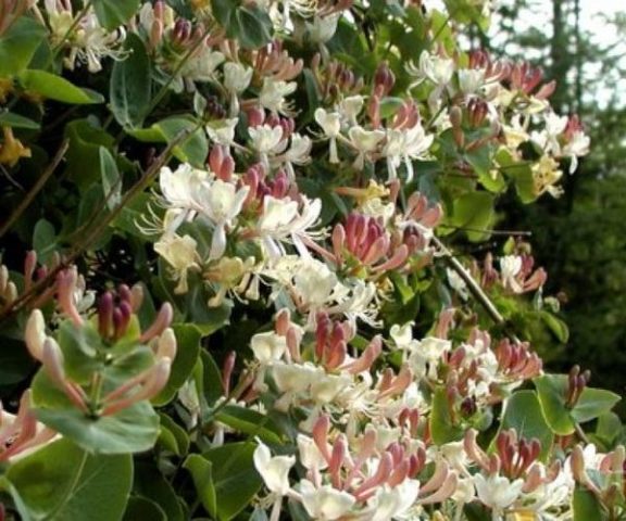 Decorative curly honeysuckle: planting and care, photos, reviews