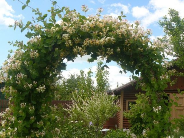 Decorative curly honeysuckle: planting and care, photos, reviews