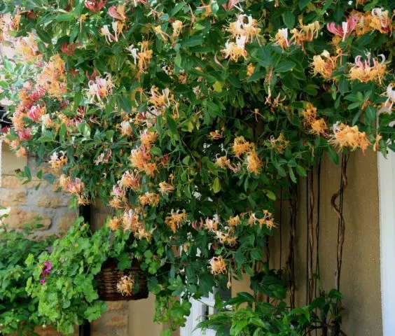 Decorative curly honeysuckle: planting and care, photos, reviews