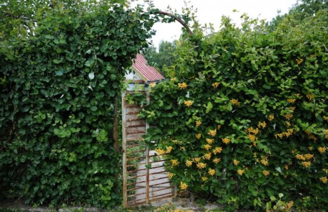 Decorative curly honeysuckle: planting and care, photos, reviews