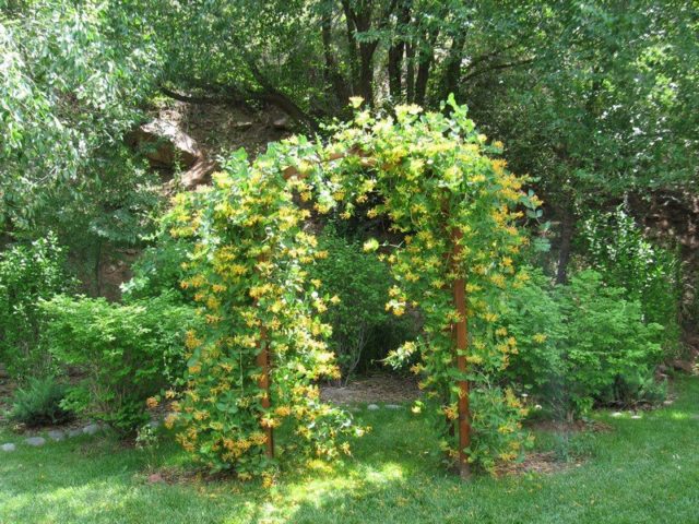 Decorative curly honeysuckle: planting and care, photos, reviews