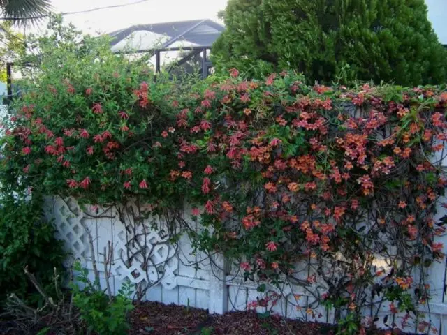 Decorative curly honeysuckle: planting and care, photos, reviews