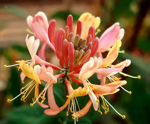 Decorative curly honeysuckle: planting and care, photos, reviews