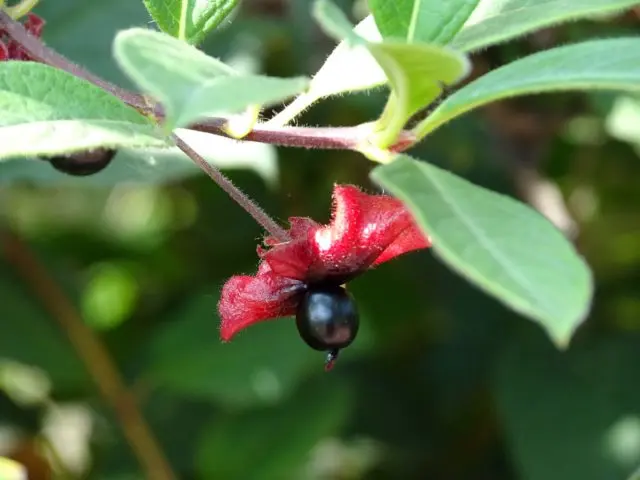 Decorative curly honeysuckle: planting and care, photos, reviews