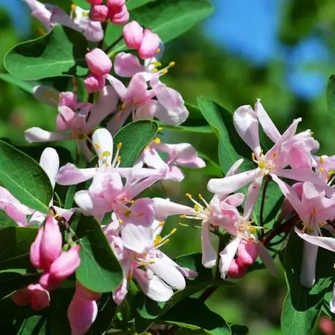 Decorative curly honeysuckle: planting and care, photos, reviews