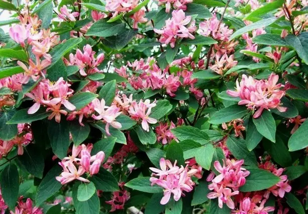 Decorative curly honeysuckle: planting and care, photos, reviews