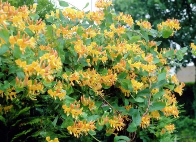 Decorative curly honeysuckle: planting and care, photos, reviews