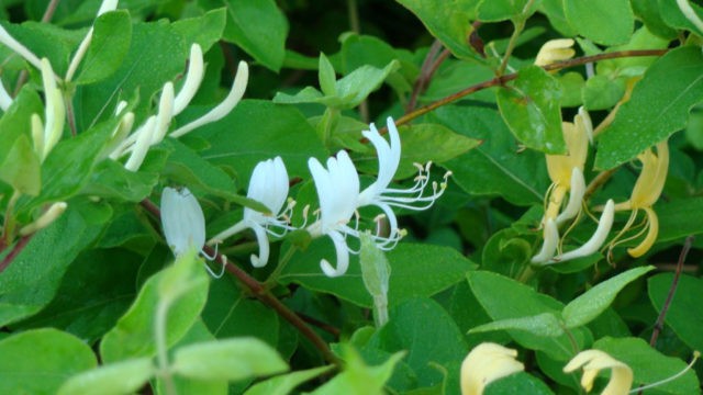 Decorative curly honeysuckle: planting and care, photos, reviews