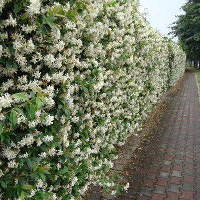 Decorative curly honeysuckle: planting and care, photos, reviews