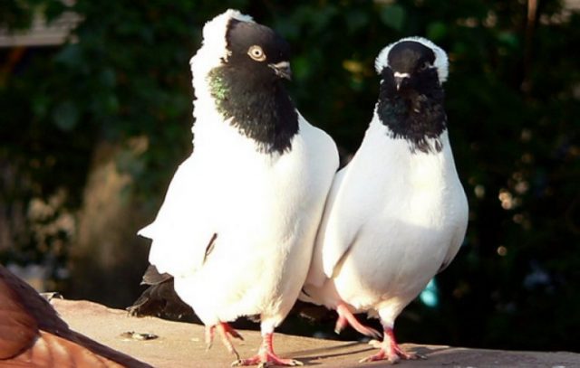 decorative doves