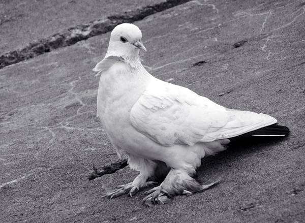 decorative doves