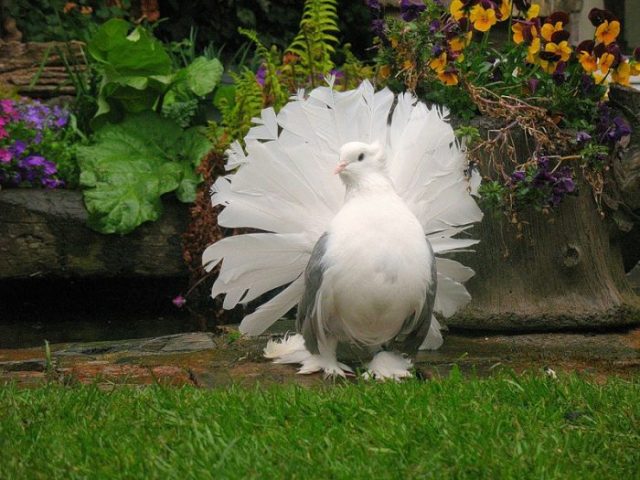 decorative doves