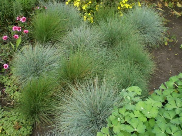 Decorative grass for flower beds: varieties and secrets of growing