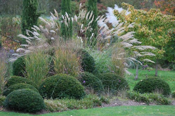 Decorative grass for flower beds: varieties and secrets of growing