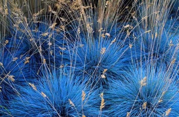 Decorative grass for flower beds: varieties and secrets of growing