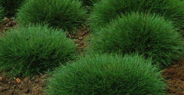 Decorative grass for flower beds: varieties and secrets of growing