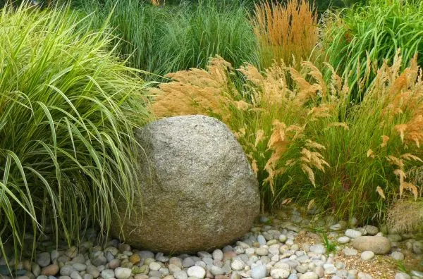 Decorative grass for flower beds: varieties and secrets of growing