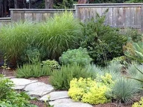 Decorative grass for flower beds: varieties and secrets of growing