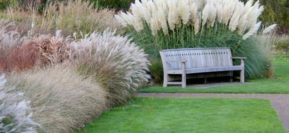 Decorative grass for flower beds: varieties and secrets of growing