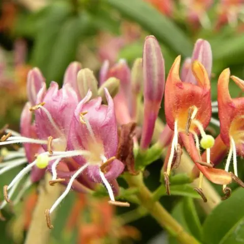 Decorative honeysuckle: photo and description, planting and care