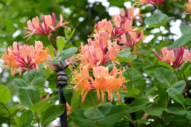 Decorative honeysuckle: photo and description, planting and care