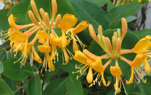 Decorative honeysuckle: photo and description, planting and care