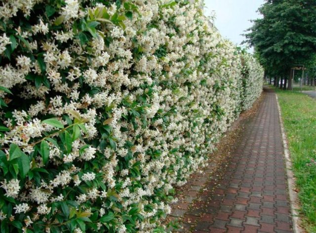 Decorative honeysuckle: photo and description, planting and care