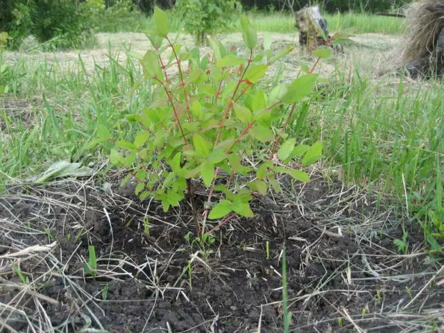 Decorative honeysuckle: photo and description, planting and care