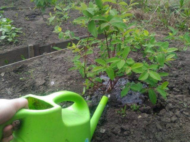 Decorative honeysuckle: photo and description, planting and care