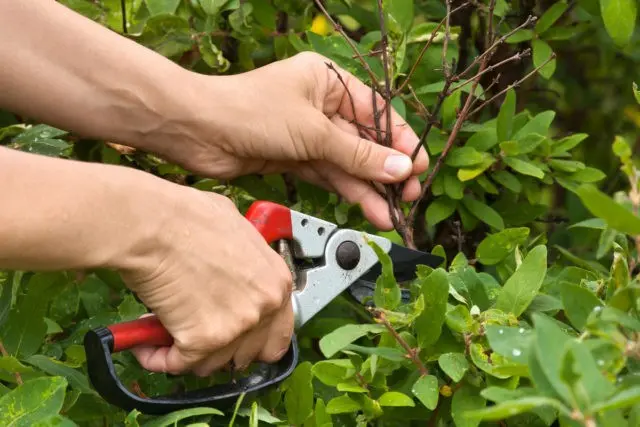 Decorative honeysuckle: photo and description, planting and care