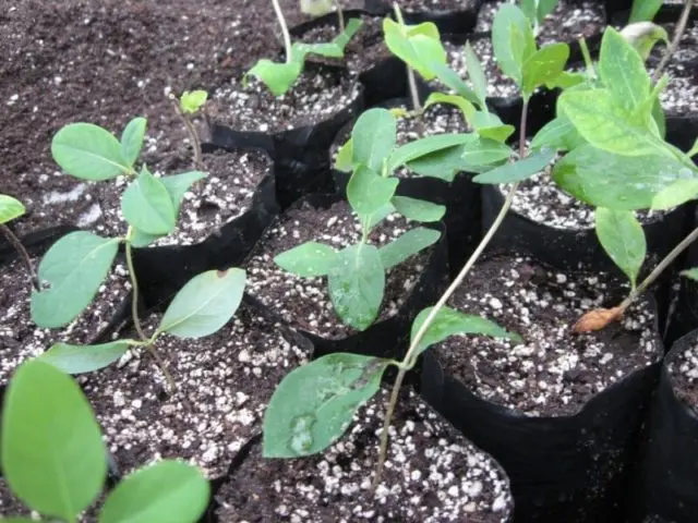 Decorative honeysuckle: photo and description, planting and care