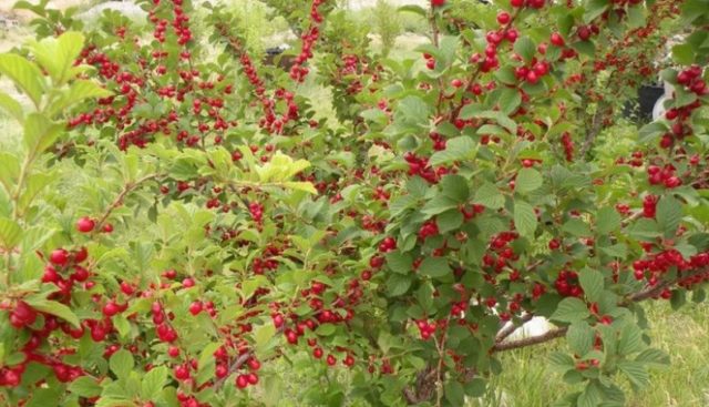 Decorative honeysuckle: photo and description, planting and care