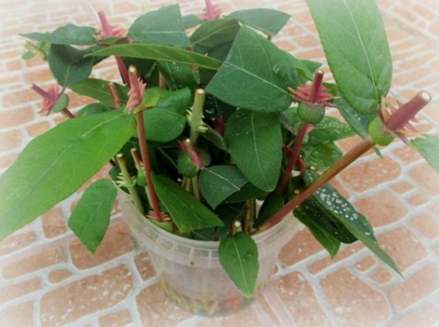 Decorative honeysuckle: photo and description, planting and care