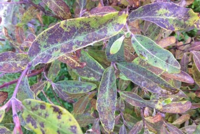 Decorative honeysuckle: photo and description, planting and care