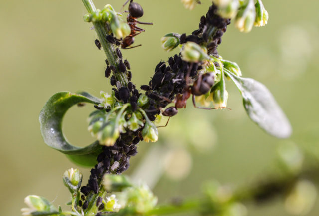 Decorative honeysuckle: photo and description, planting and care