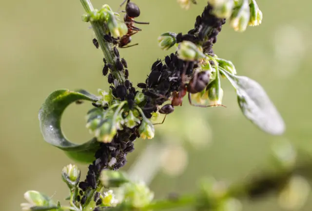 Decorative honeysuckle: photo and description, planting and care