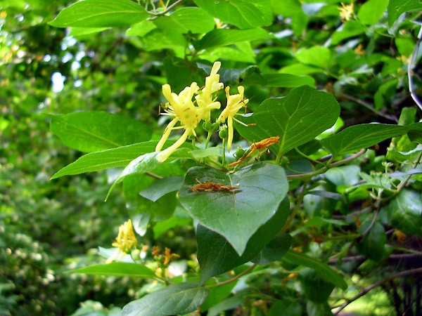 Decorative honeysuckle: photo and description, planting and care