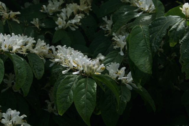 Decorative honeysuckle: photo and description, planting and care