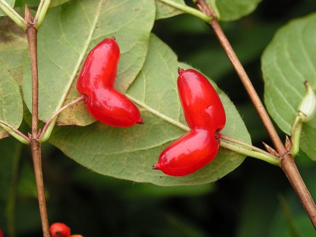 Decorative honeysuckle: photo and description, planting and care