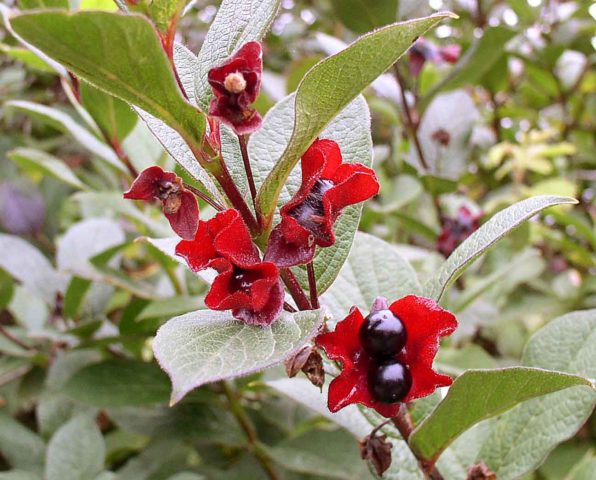 Decorative honeysuckle: photo and description, planting and care