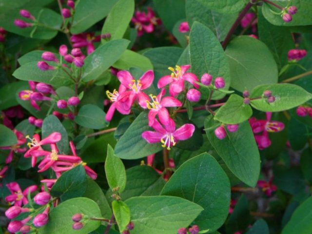 Decorative honeysuckle: photo and description, planting and care