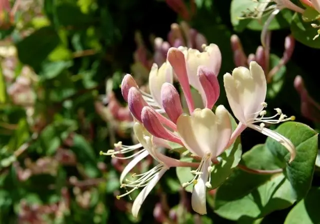 Decorative honeysuckle: photo and description, planting and care