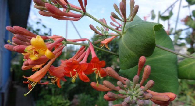 Decorative honeysuckle: photo and description, planting and care