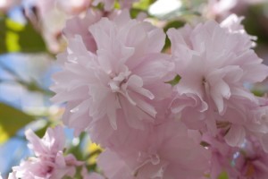 Decorative Japanese cherry - an indispensable decoration of the garden