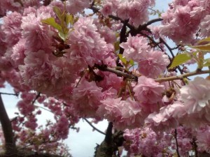 Decorative Japanese cherry - an indispensable decoration of the garden