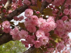 Decorative Japanese cherry - an indispensable decoration of the garden