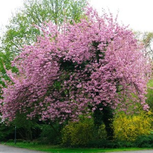 Decorative Japanese cherry - an indispensable decoration of the garden