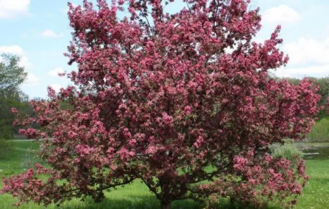 Decorative plum Pissardi