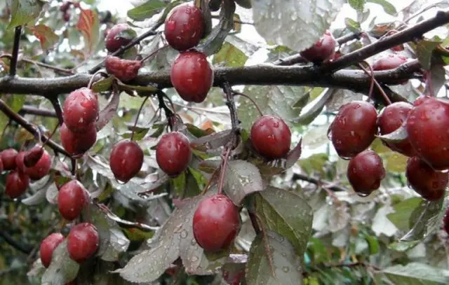 Decorative plum Pissardi