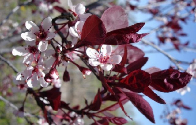 Decorative plum Pissardi